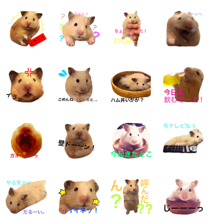 Sanpin is a male golden hamster.