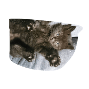 cat.com