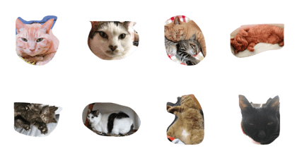 cat.com