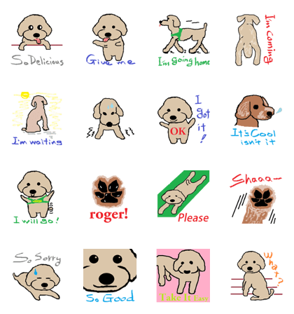 Toy Poodle named Apolln 2