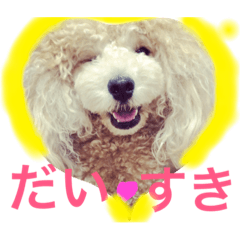 toy poodle luchan.haichan