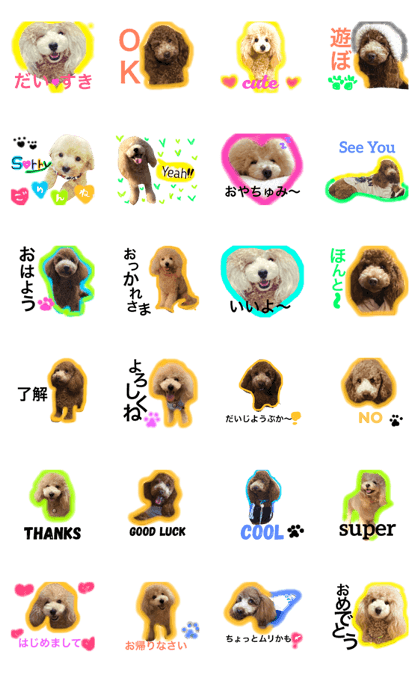toy poodle luchan.haichan