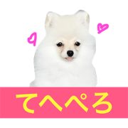 milion pomeranian no.2