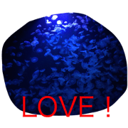 Sea creatures photo collection (my