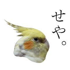 Parrot Photo sticker