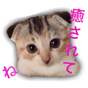 calicocat Munchkin MOMO