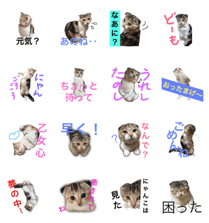 calicocat Munchkin MOMO