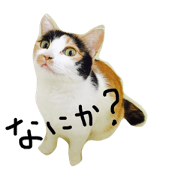 Mako (Mikage cat), Princess Life, Stamp