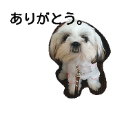Shih Tzu dog 2 Shih Tzu dog 2