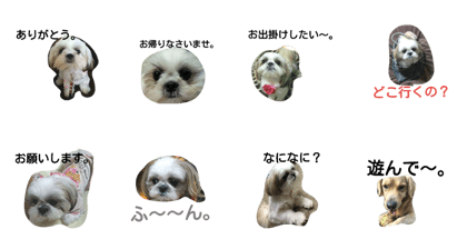 Shih Tzu dog 2 Shih Tzu dog 2