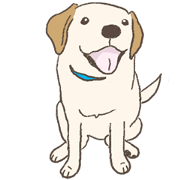Labrador Retriever Puppy...maybe