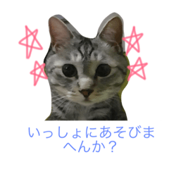 love cat ponta
