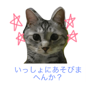 love cat ponta