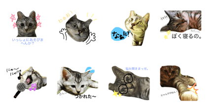 love cat ponta