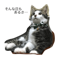 cat's Ryotaro