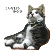 cat's Ryotaro