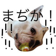 frenchieomochi