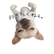 frenchbulldog0823