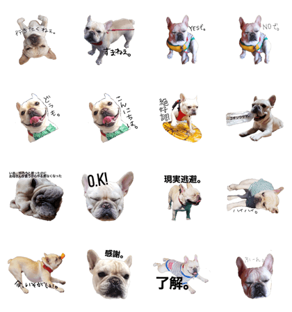 frenchbulldog0823