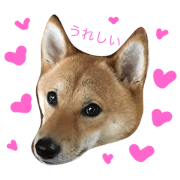 shiba dog  hinano