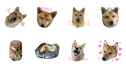 shiba dog  hinano