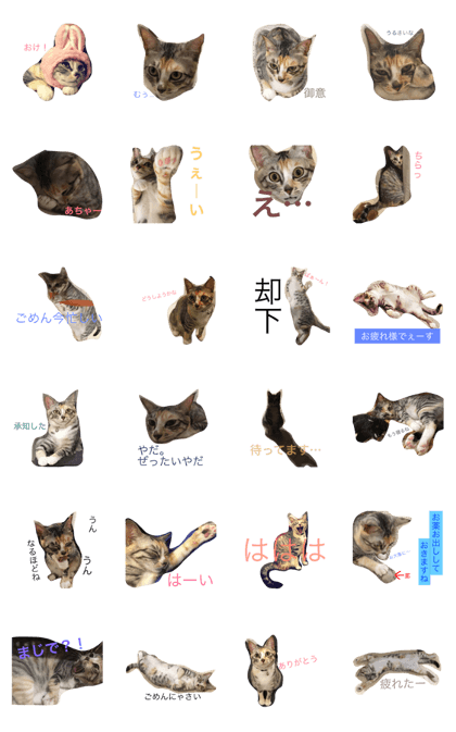 Mull the cat
