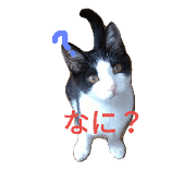 friend's Cat