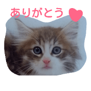 Mira of  a cat