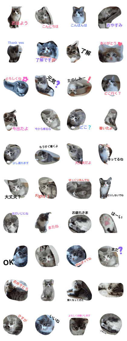 Mira of  a cat