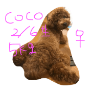 bigtoypoodle COCO