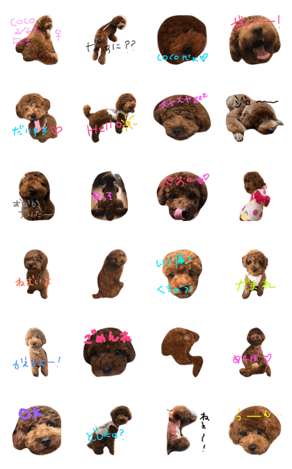 bigtoypoodle COCO
