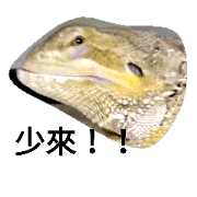 Pogona vitticeps daily 1