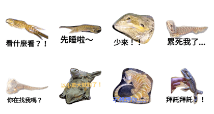 Pogona vitticeps daily 1