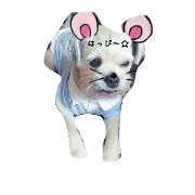 l o v e d o g