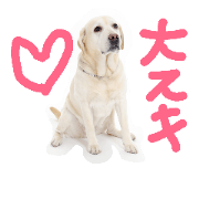 daijun