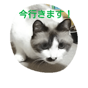 donsuke