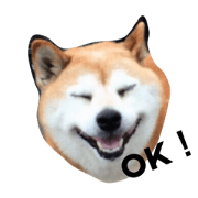 siba dog lover2