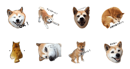 siba dog lover2