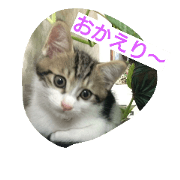 nyan2 sticker