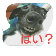 giba2