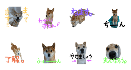 Stanp Of Shiba