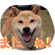 ShibaChip
