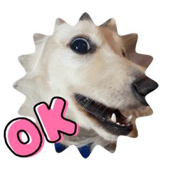 我是一隻臘腸狗奇奇怪怪愛做怪