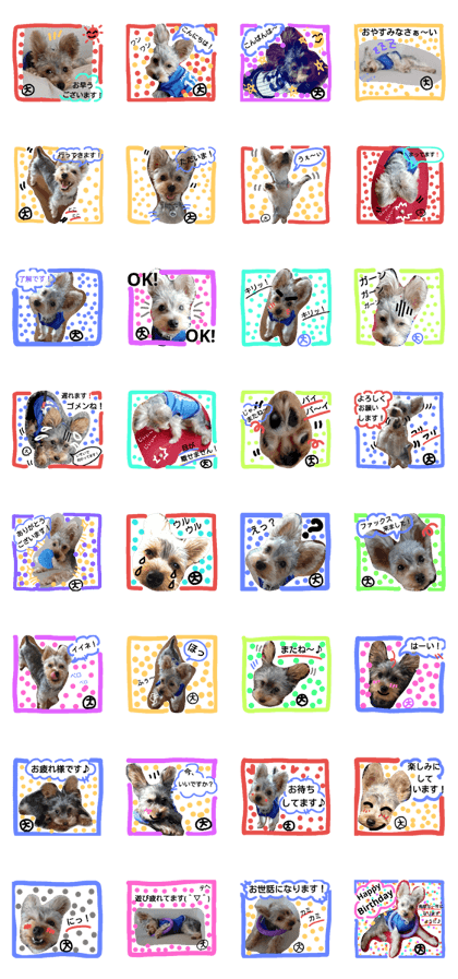My cute  dog  2