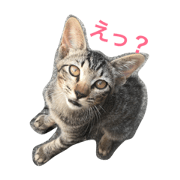 petit chat