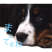 Bernese 3