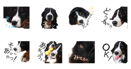 Bernese 3