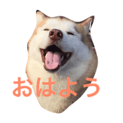 husky Ichigo