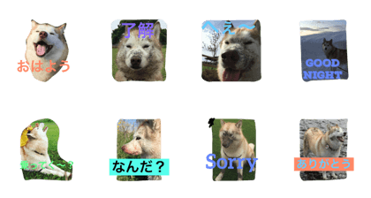 husky Ichigo