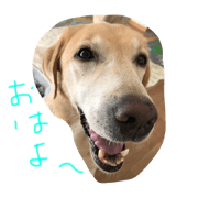 Labradornico